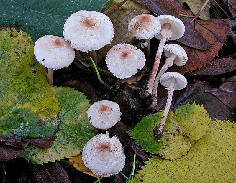 Lepiota cristata (Bolton) P. Kummer (VELENOSO) Foto Emilio Pini