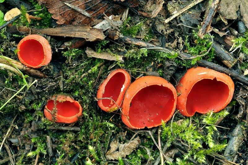 Sarcoscypha coccinea (Jacq.) Boudier  (NON COMMESTIBILE)              Foto Emilio Pini