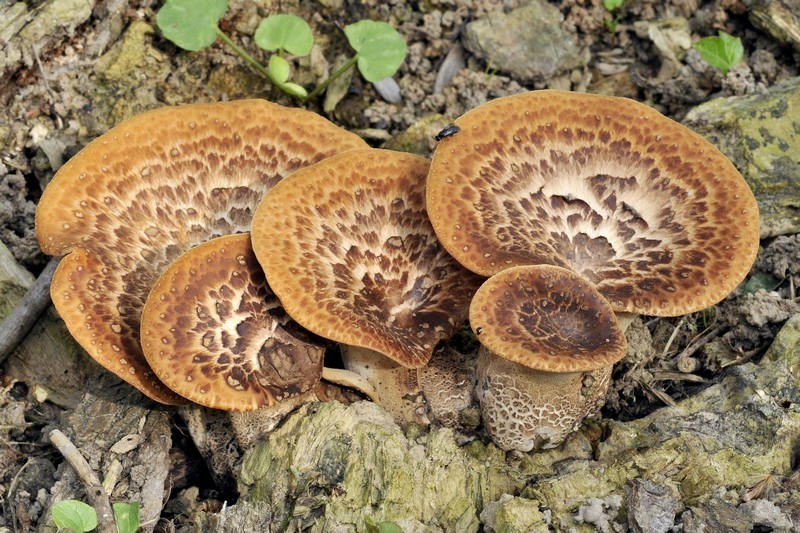 Polyporus squamosus (Huds.) Fries (COMMESTIBILE) Foto Emilio Pini