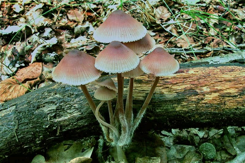 Mycena haematopus (Pers.) P. Kummer (NON COMMESTIBILE)