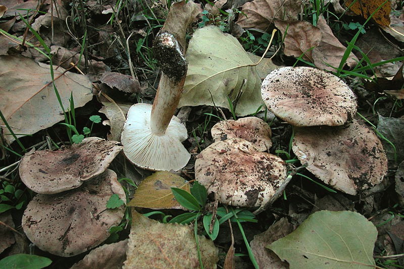 Tricholoma populinum J.E. Lange (COMMESTIBILE)            Foto Emilio Pini   