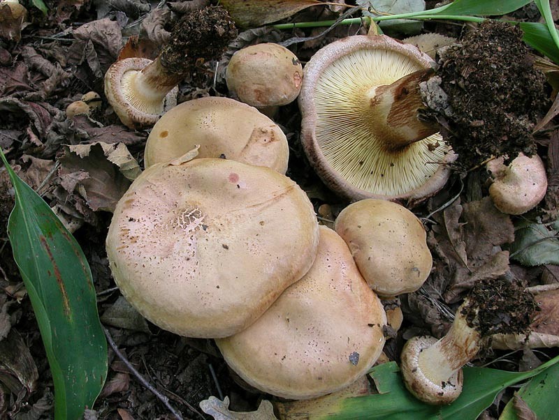 Paxillus involutus (Batsch) Fries (VELENOSO) Foto Emilio Pini