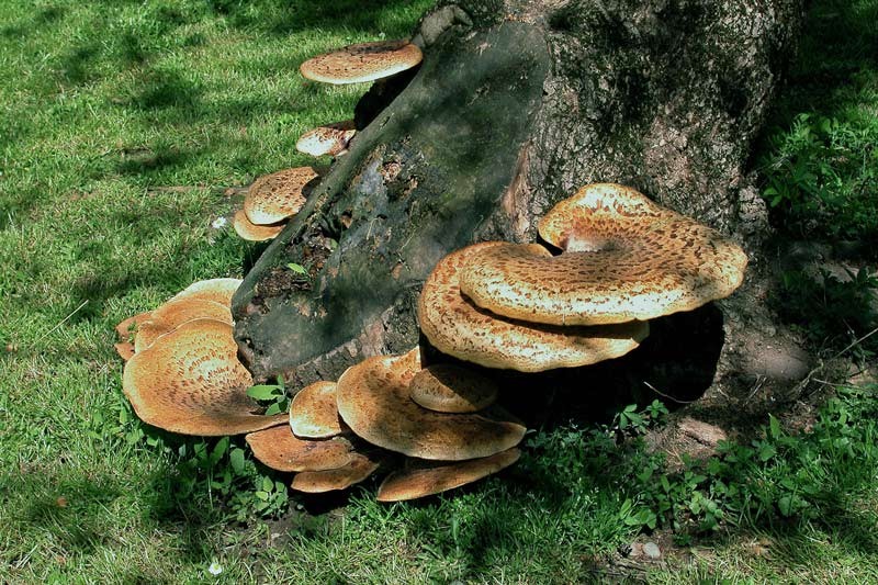 Polyporus squamosus (Huds.) Fries (COMMESTIBILE) Foto Emilio Pini