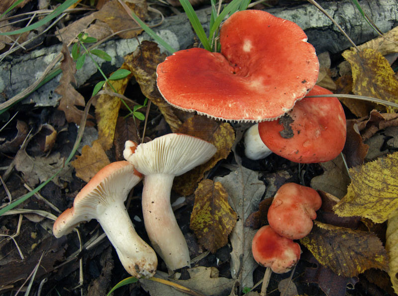 Russula persicina Krombholz (NON COMMESTIBILE)              Foto Emilio Pini