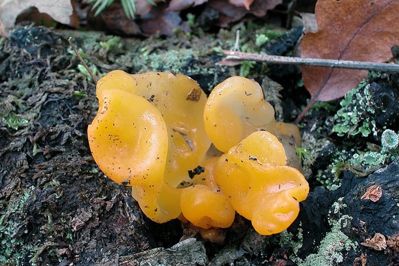 Tremella mesenterica Retzius (NON COMMESTIBILE)              Foto Emilio Pini     