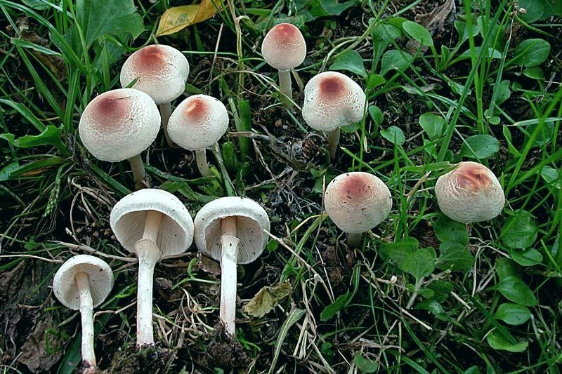 Lepiota cristata (Bolton) P. Kummer (VELENOSO) Foto Emilio Pini