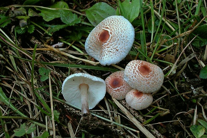 Lepiota cristata (Bolton) P. Kummer (VELENOSO) Foto Emilio Pini