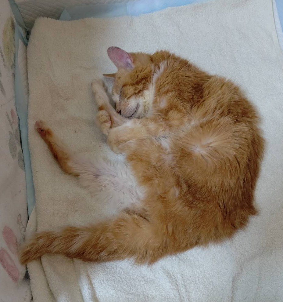 老猫みこちゃん　その３