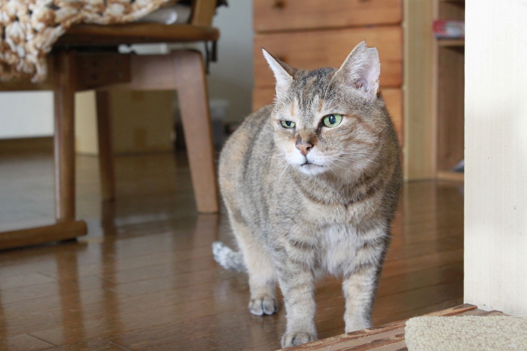 うめという猫