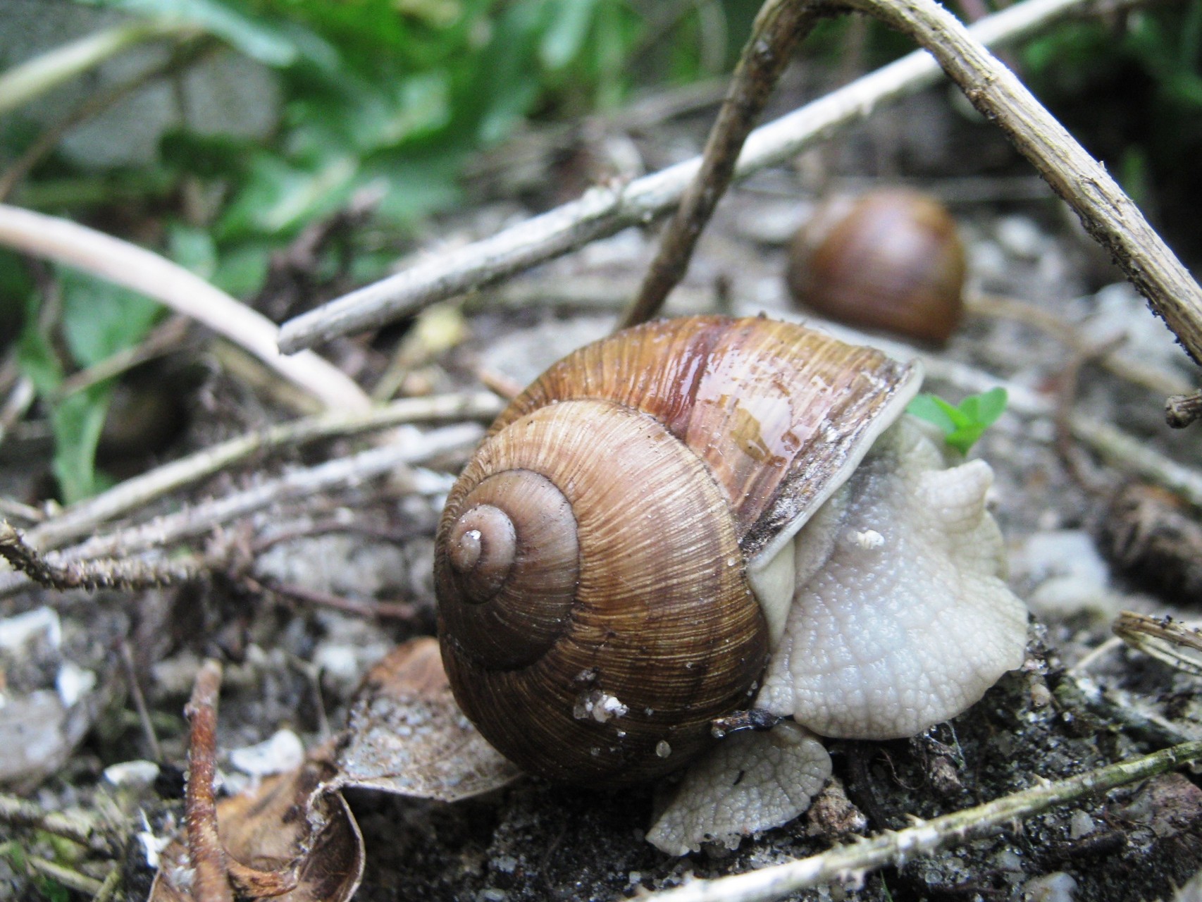 40+ Kleine Nacktschnecken Garten, Der kampf des gärtners gegen
