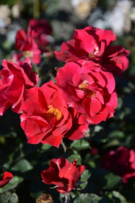 初心者向きの一推しバラ「風姿花伝 紅」