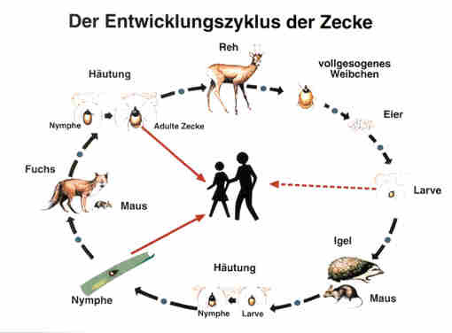 Entwicklungszyklus Zecken