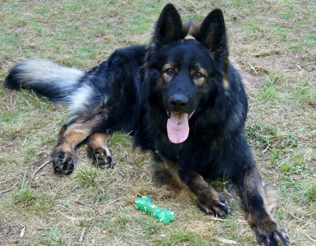 Der Altdeutsche Schäferhund aus DDRLinien vonbellissimicanis Webseite!