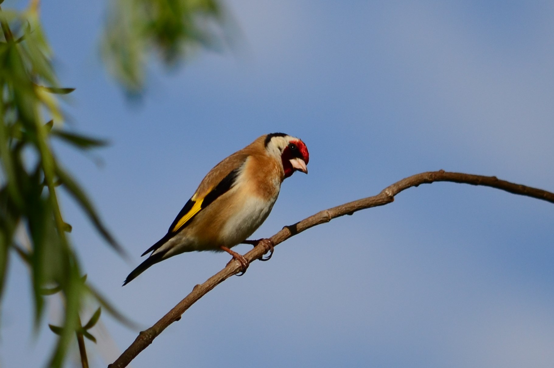 Chardonneret élégant (Mulhouse, Haut-Rhin)  Avril 2015