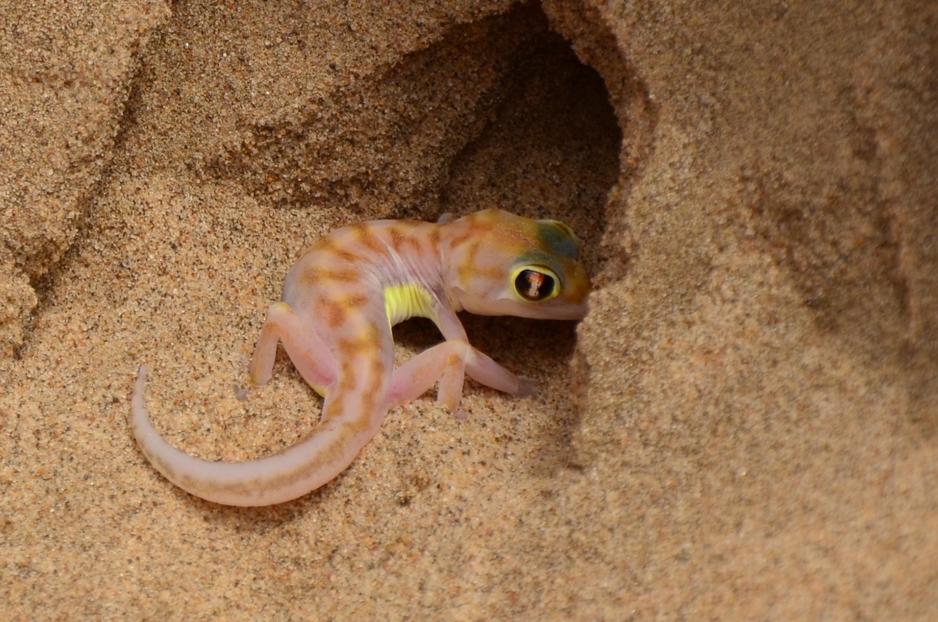 Gecko palmé du désert