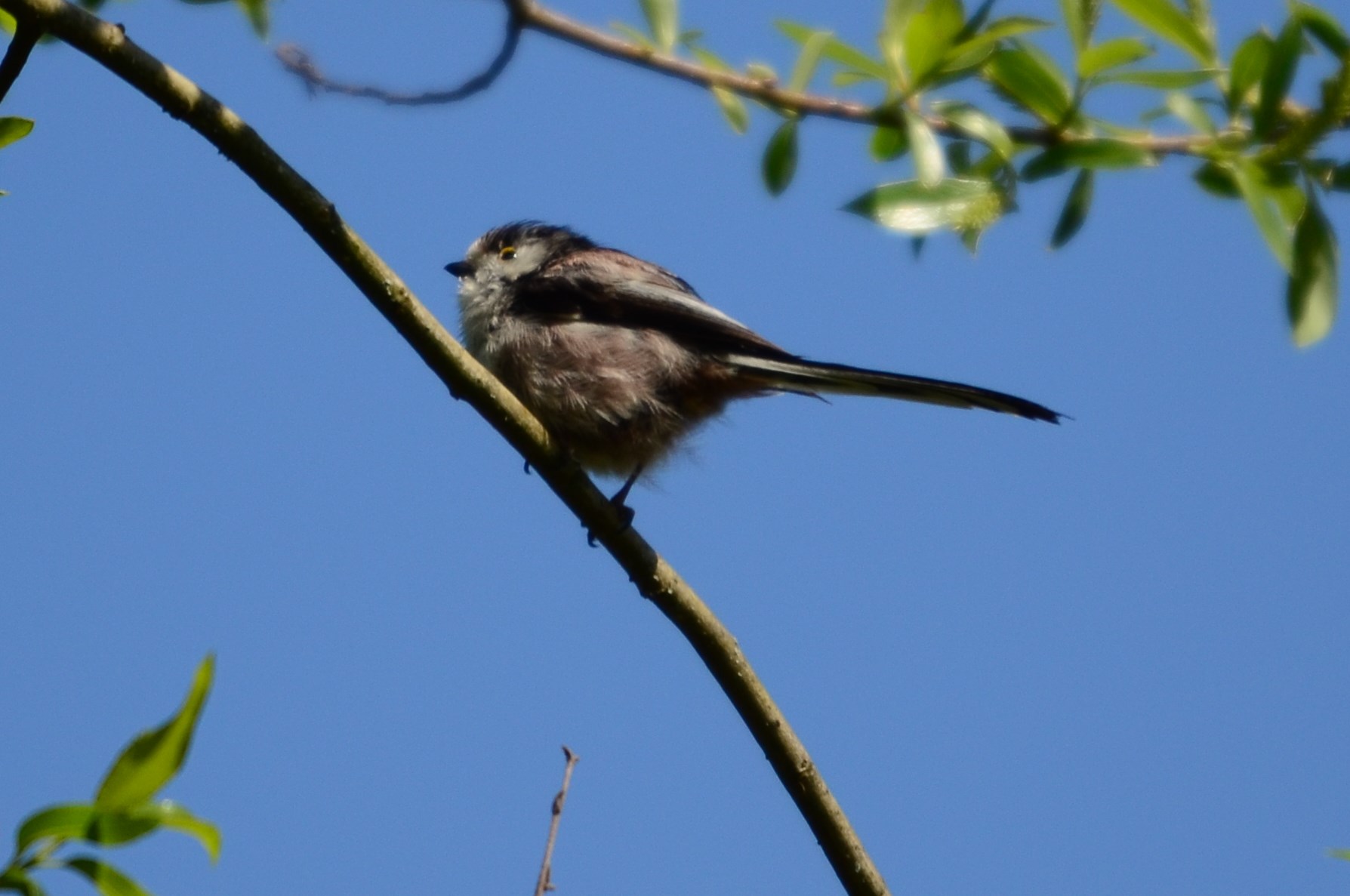 Mésange à longue queue (Petite Camargue alsacienne, Haut-Rhin)  Avril 2016