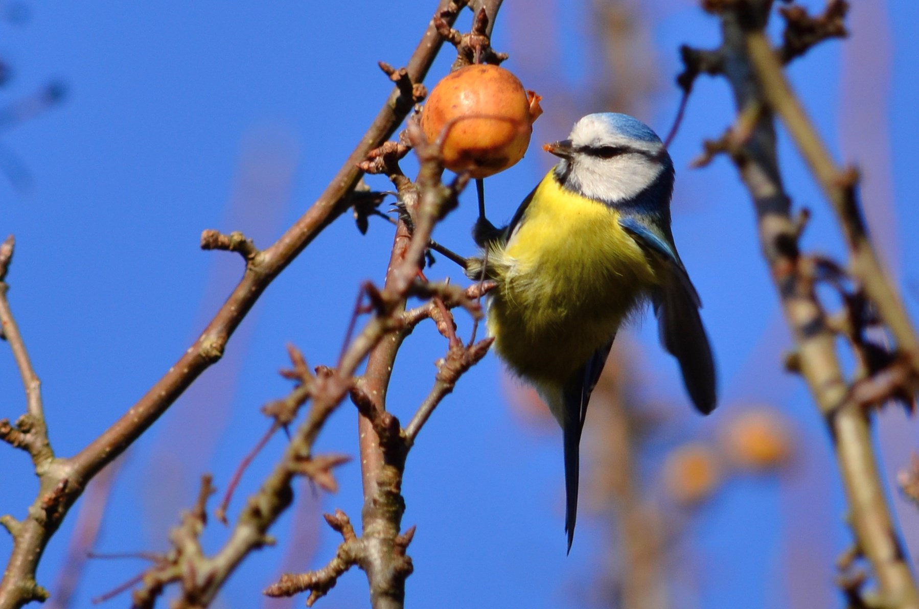 Mésange bleue  (Petite Camargue alsacienne, Haut-Rhin)  Décembre 2015