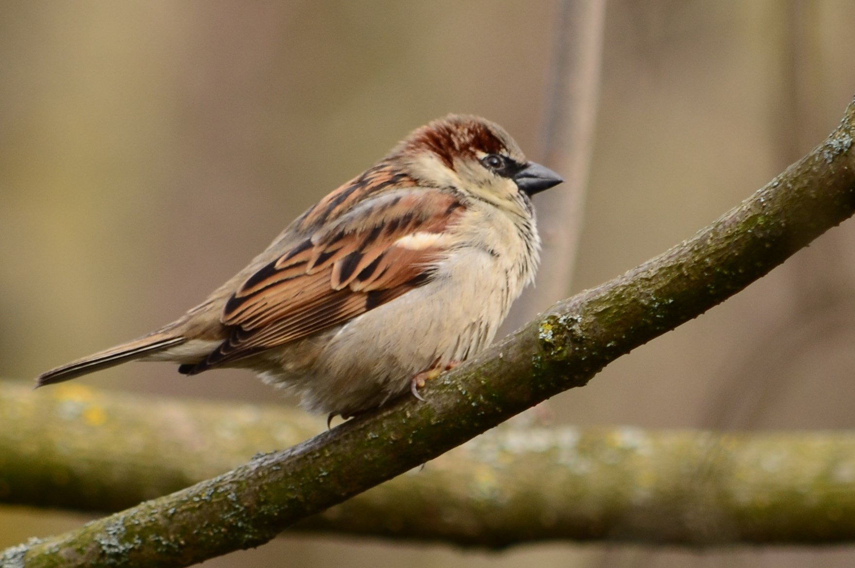 Moineau domestique (Mulhouse, Haut-Rhin)  Février 2016