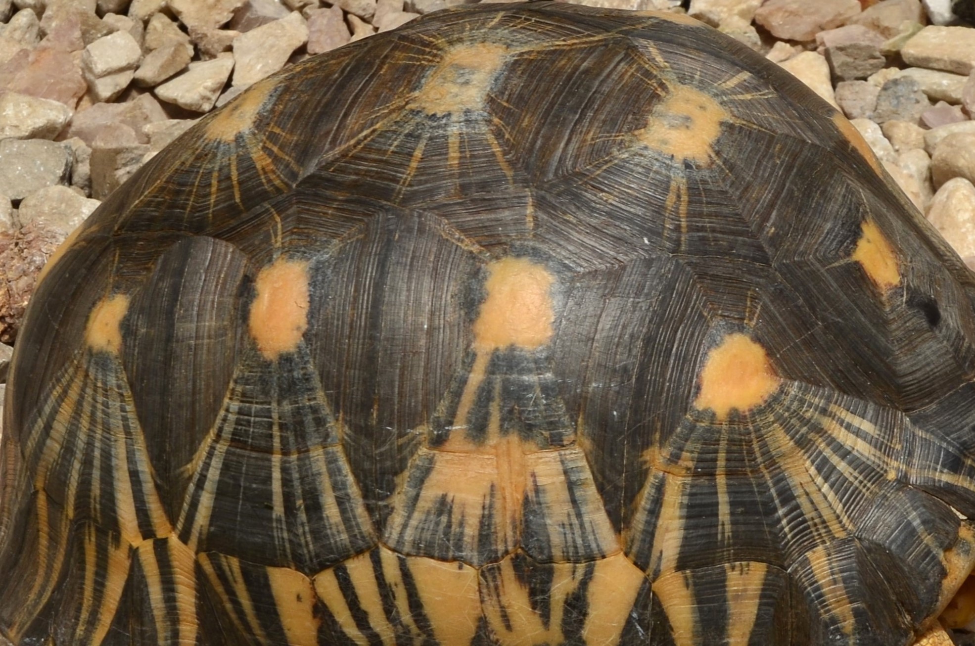 Carapace d'une tortue rayonnée
