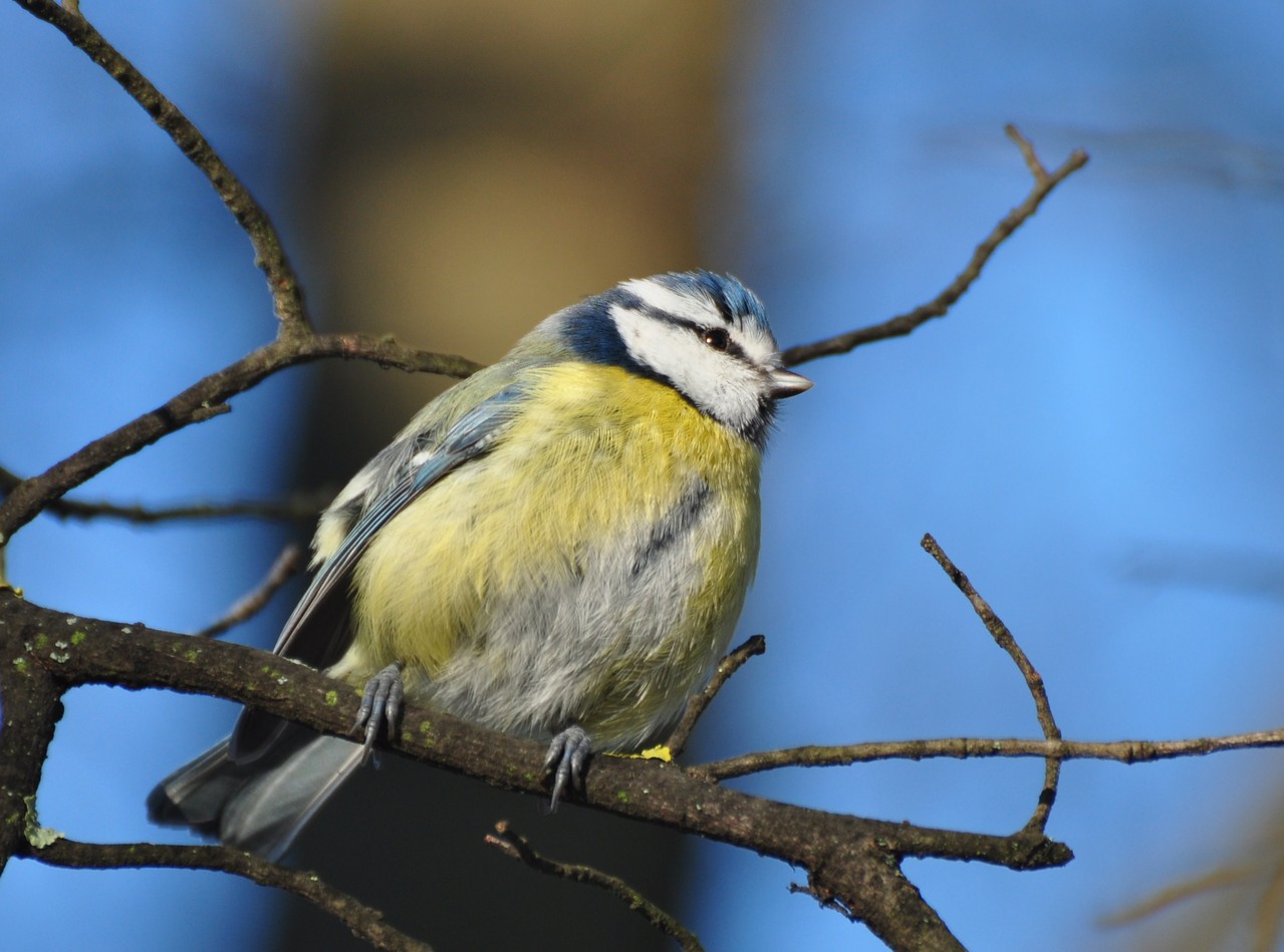 Mésange bleue (Mulhouse, Haut-Rhin)  Décembre 2012