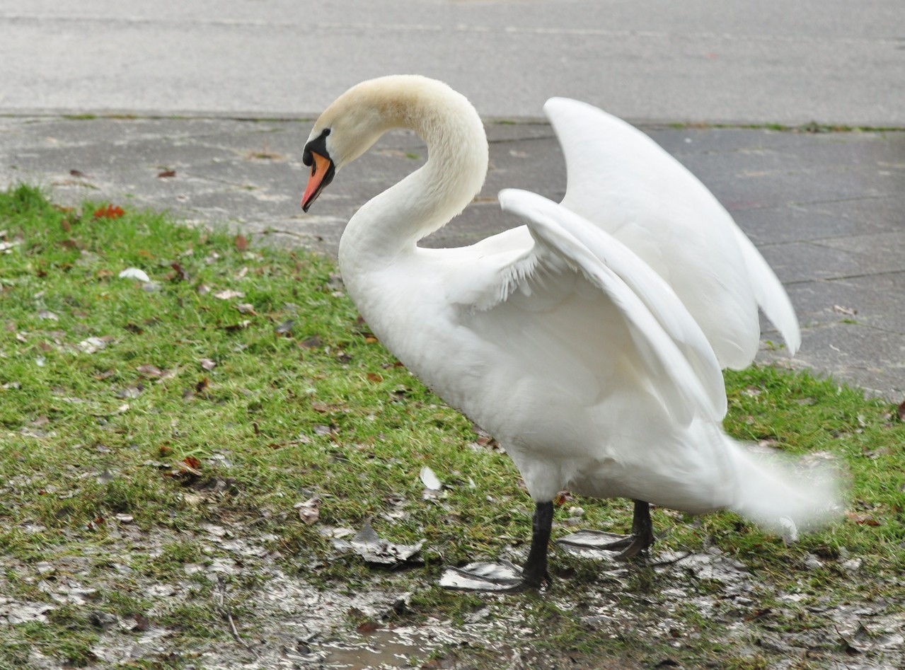 N'approchez pas, les chiens, je suis un cygne de garde !