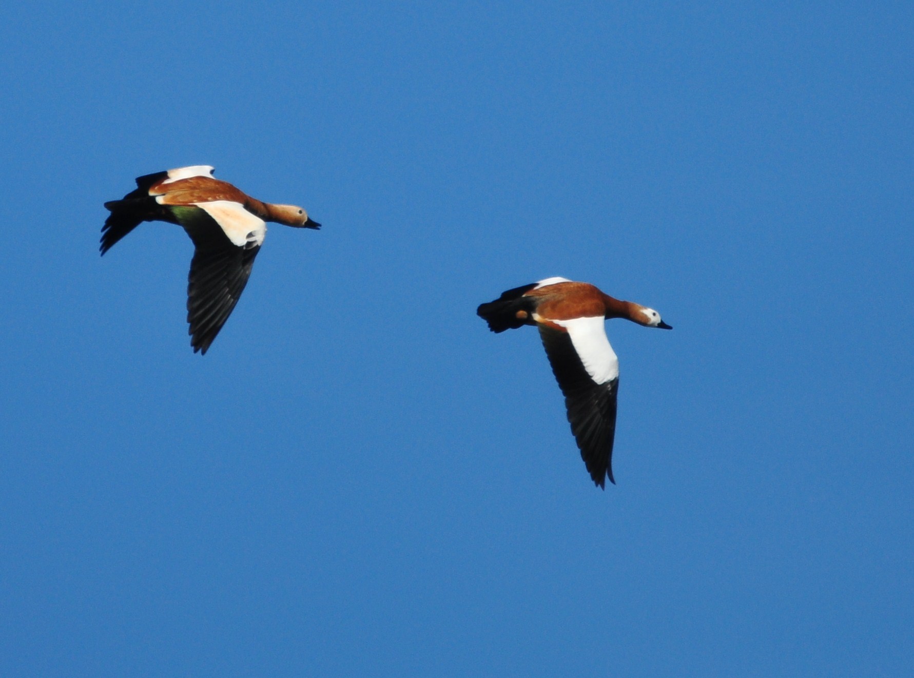 Tadornes casarca (Petite Camargue alsacienne, Haut-Rhin)  Octobre 2014