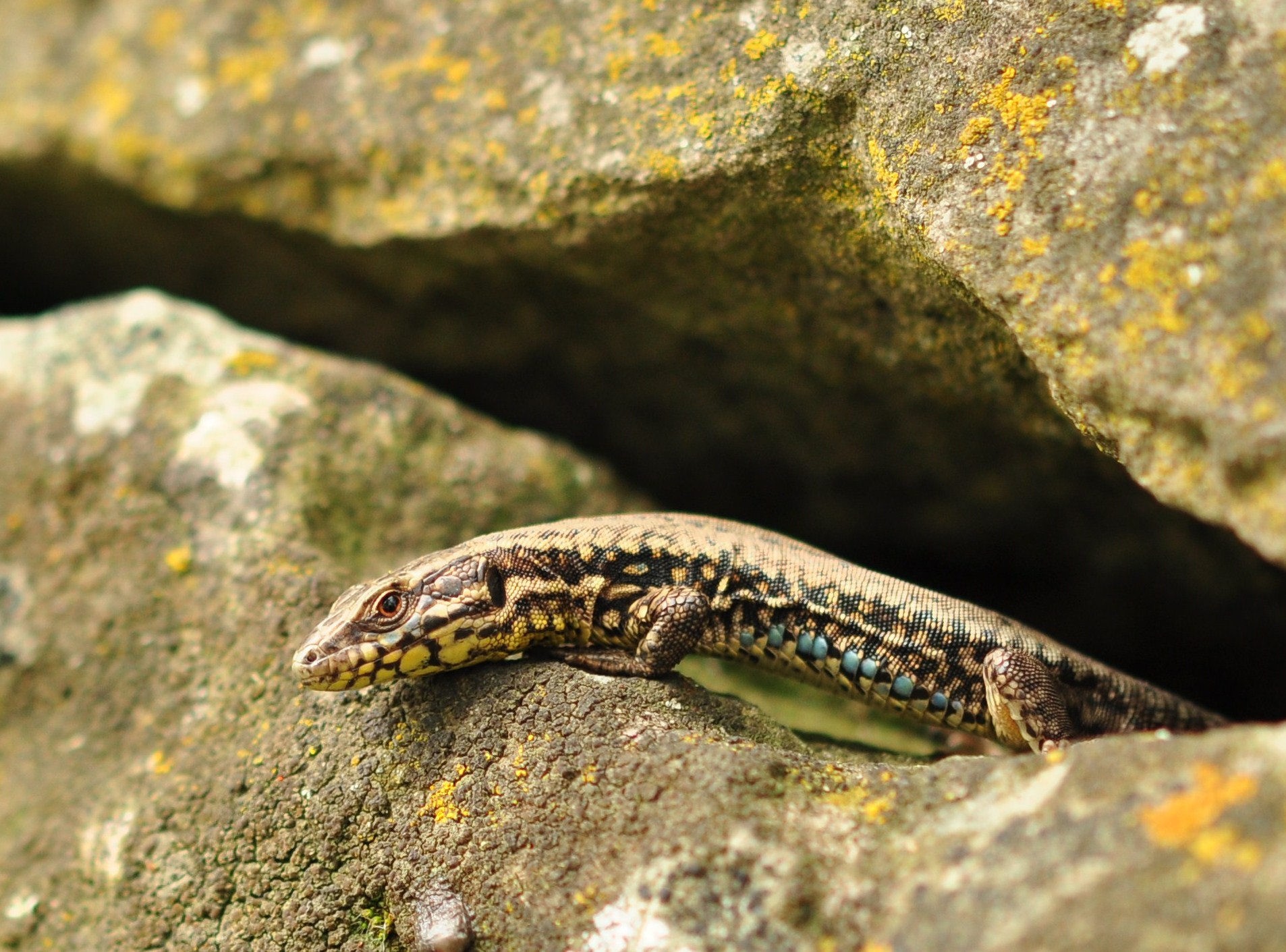 Lézard des murailles (Mulhouse, Haut-Rhin)  Mai 2013