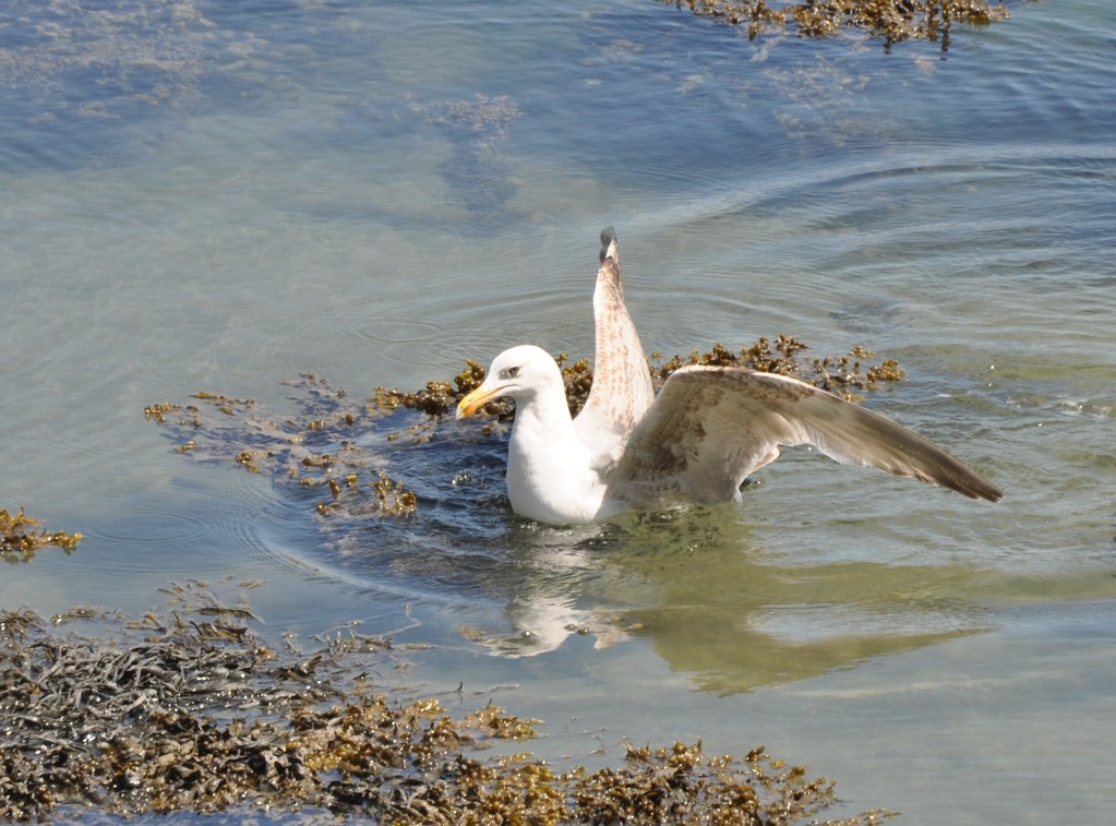 Splash ! Il vient de se poser sur l'eau !