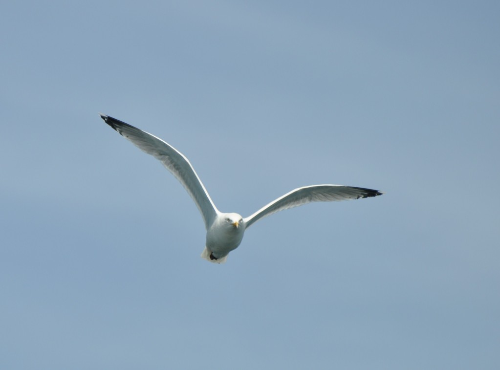 Goéland argenté fendant les airs