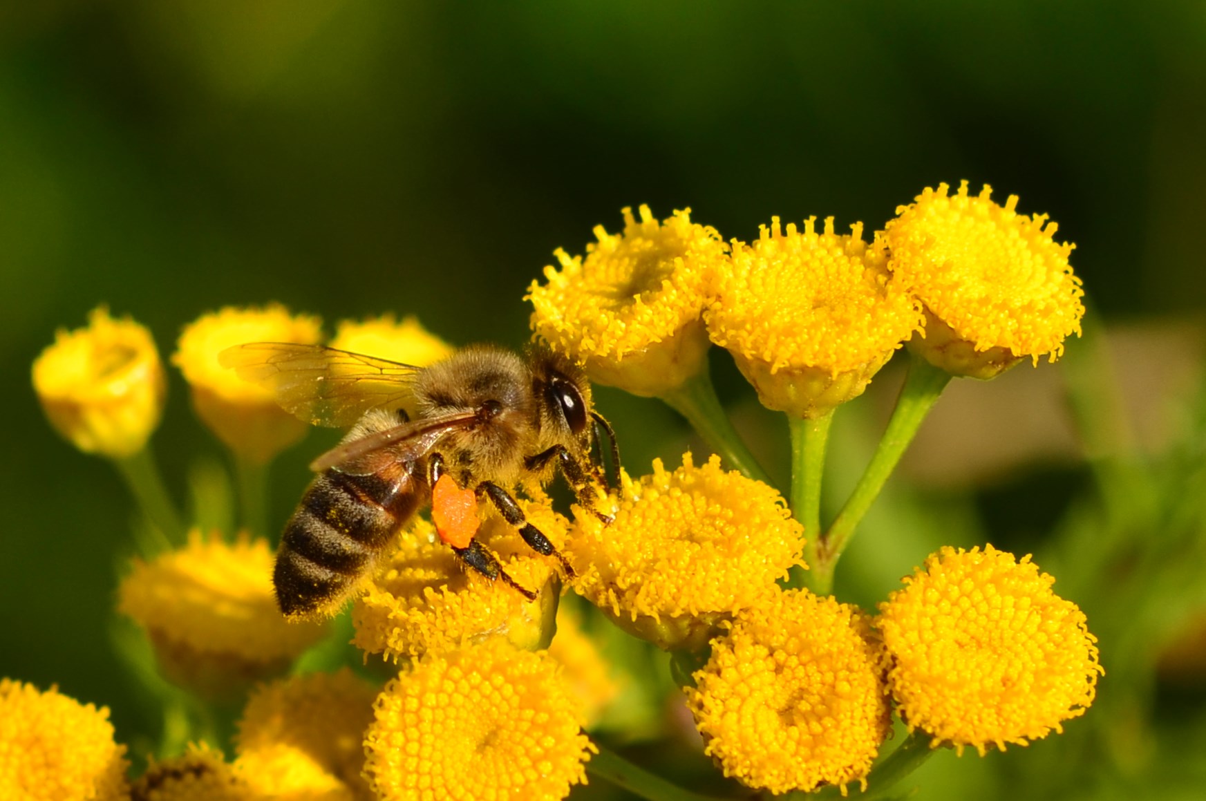 Une bonne provision de pollen