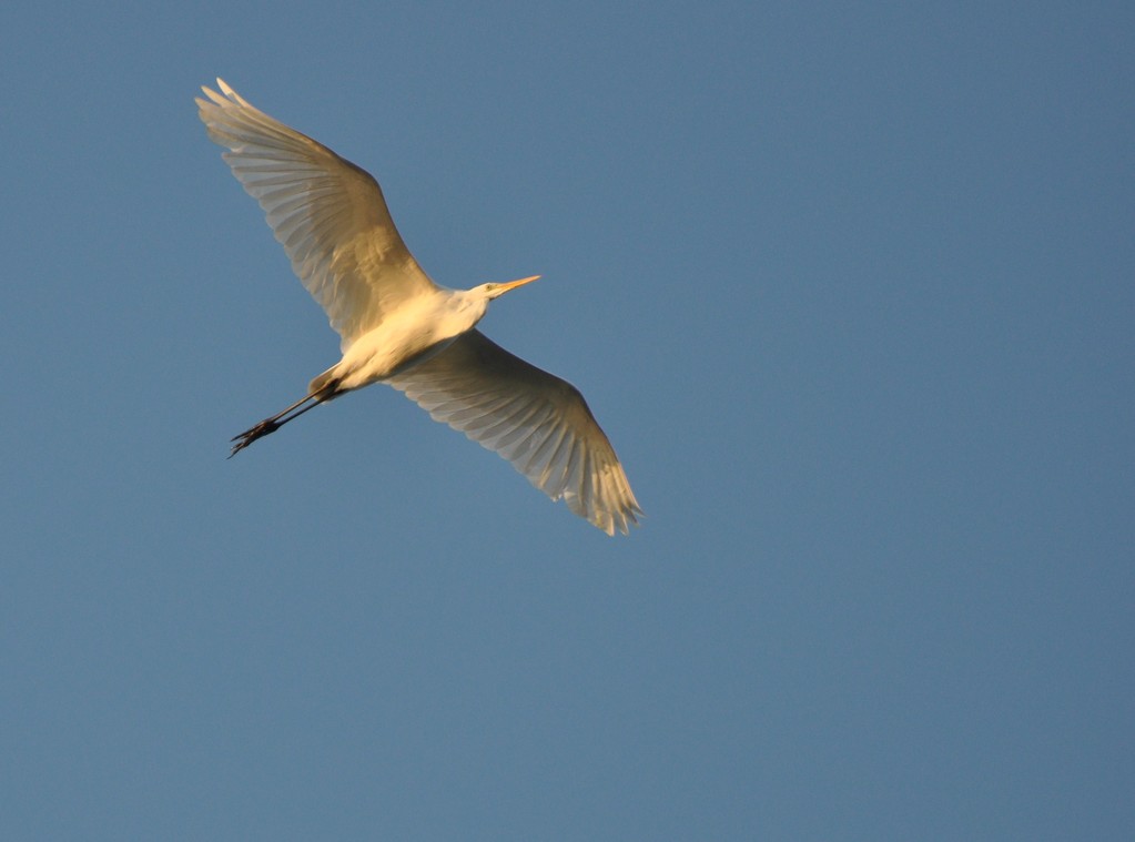 Grande aigrette (Lac du Der, Haute-Marne)  Novembre 2011