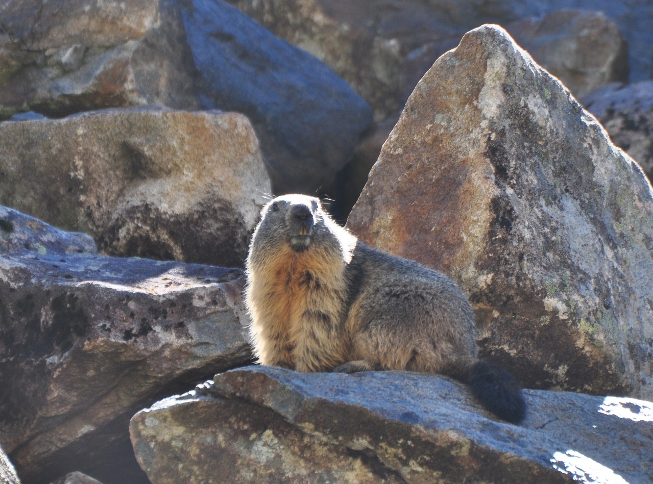 Marmotte (Piau Engaly, Hautes-Pyrénées)  Octobre 2012