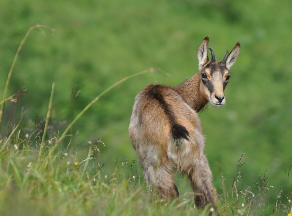 Chamois (Massif du Hohneck, Vosges)  Juin 2011