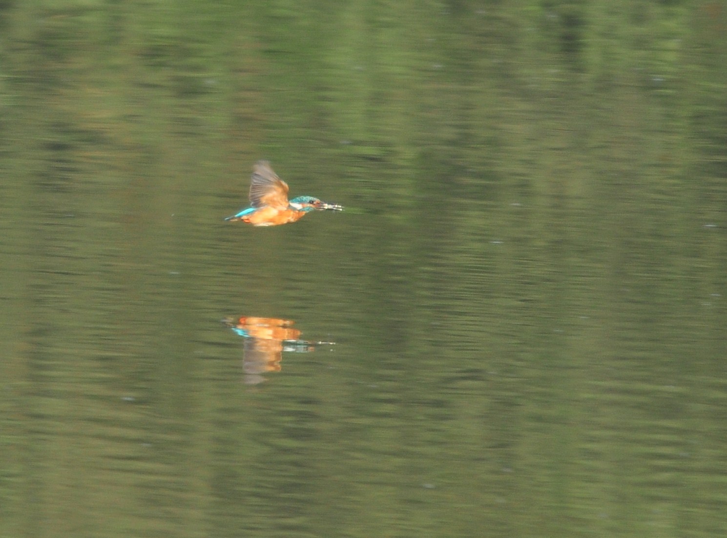 Martin-pêcheur (Petite Camargue alsacienne, Haut-Rhin)  Octobre 2014