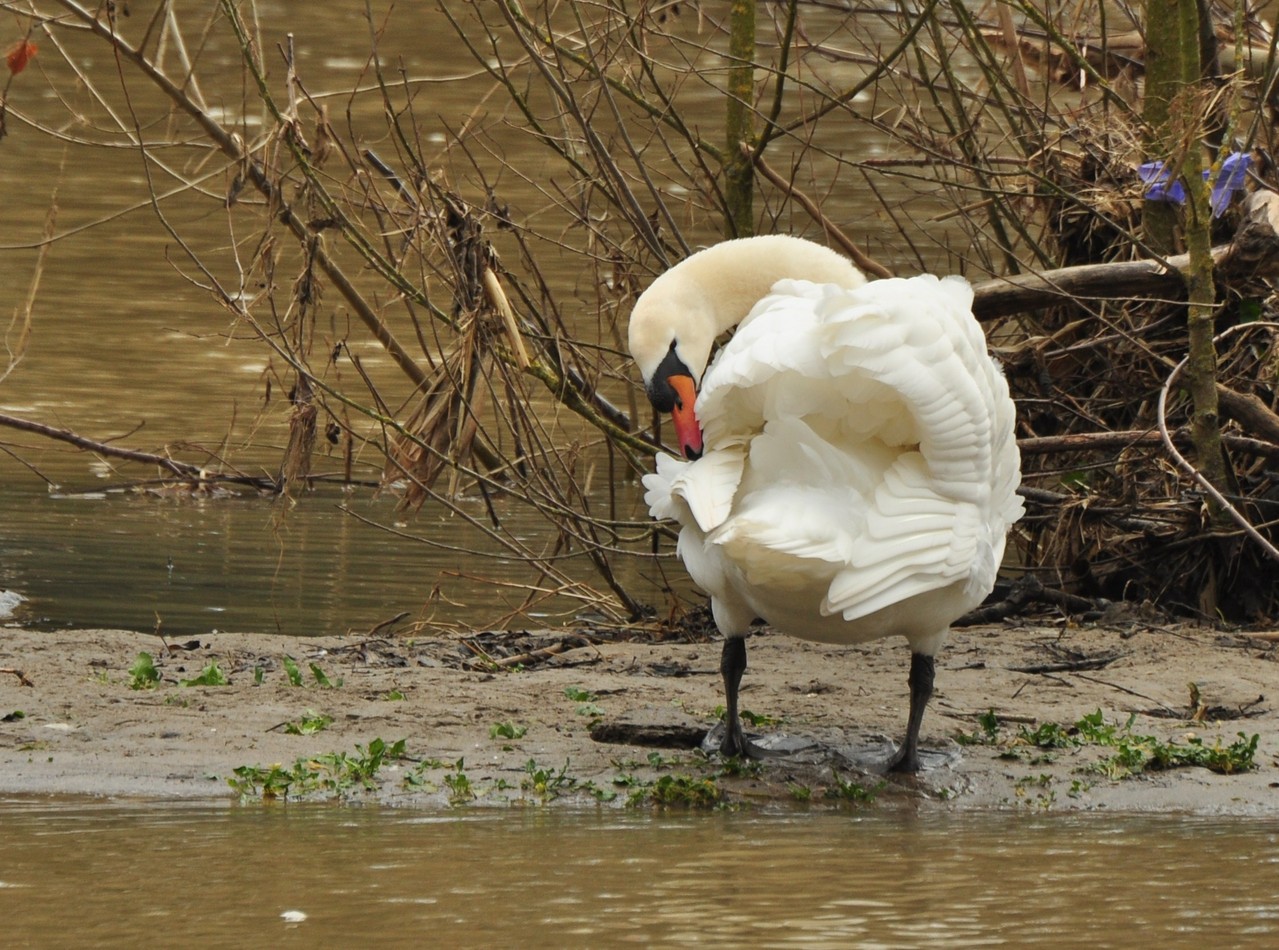 Tout ça pour avoir un plumage plus blanc que blanc