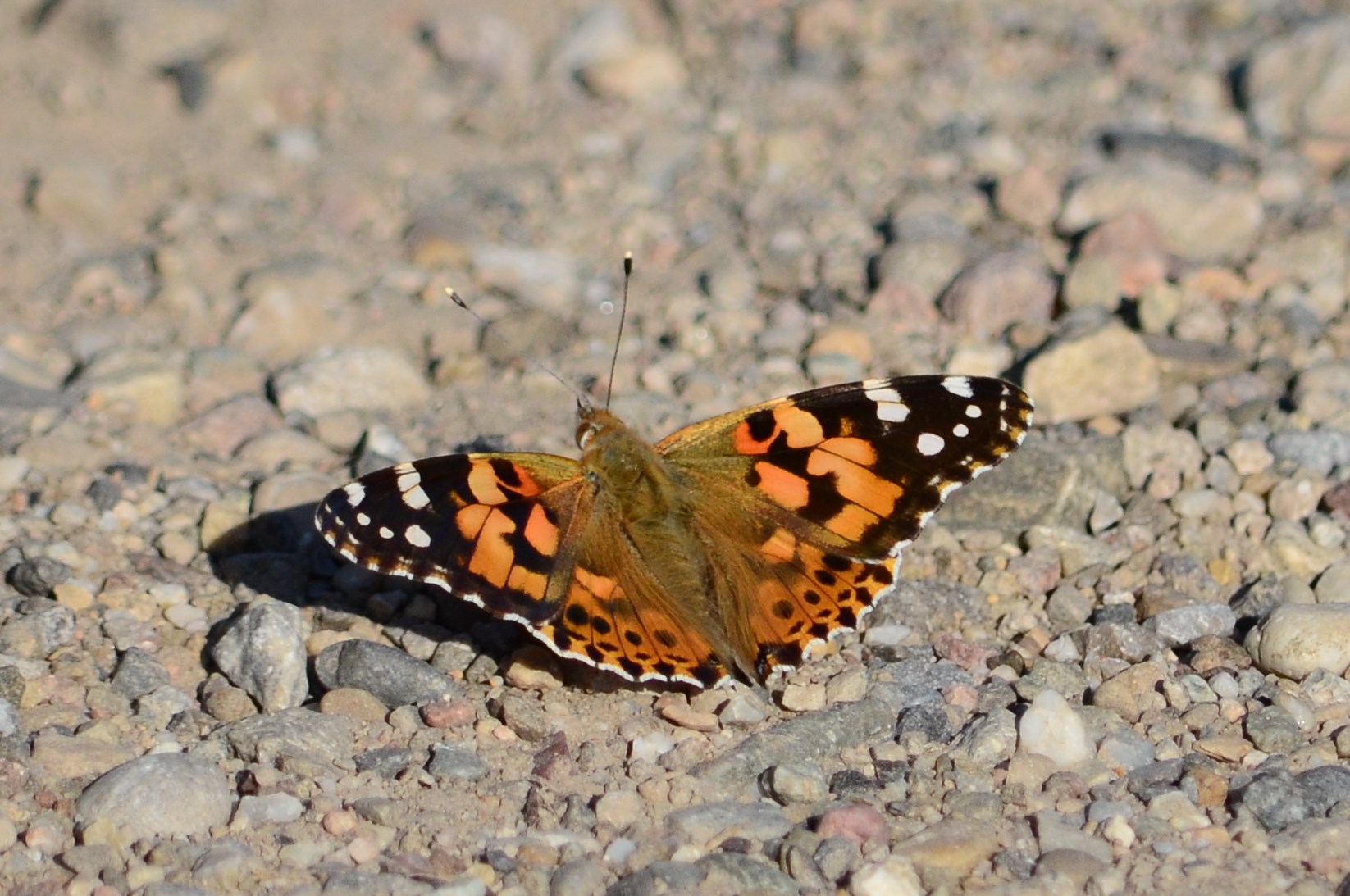 Belle Dame (Illwald, Bas-Rhin)  Août 2015