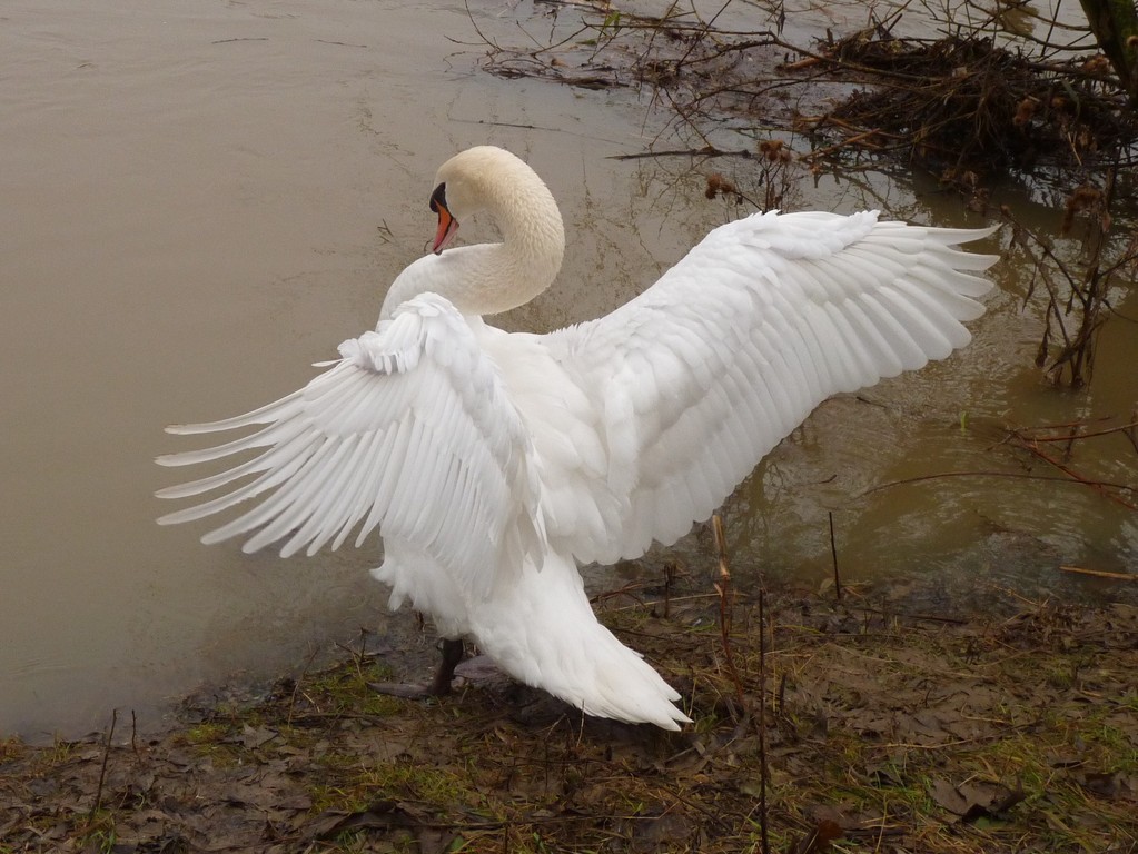 Quelles belles ailes !