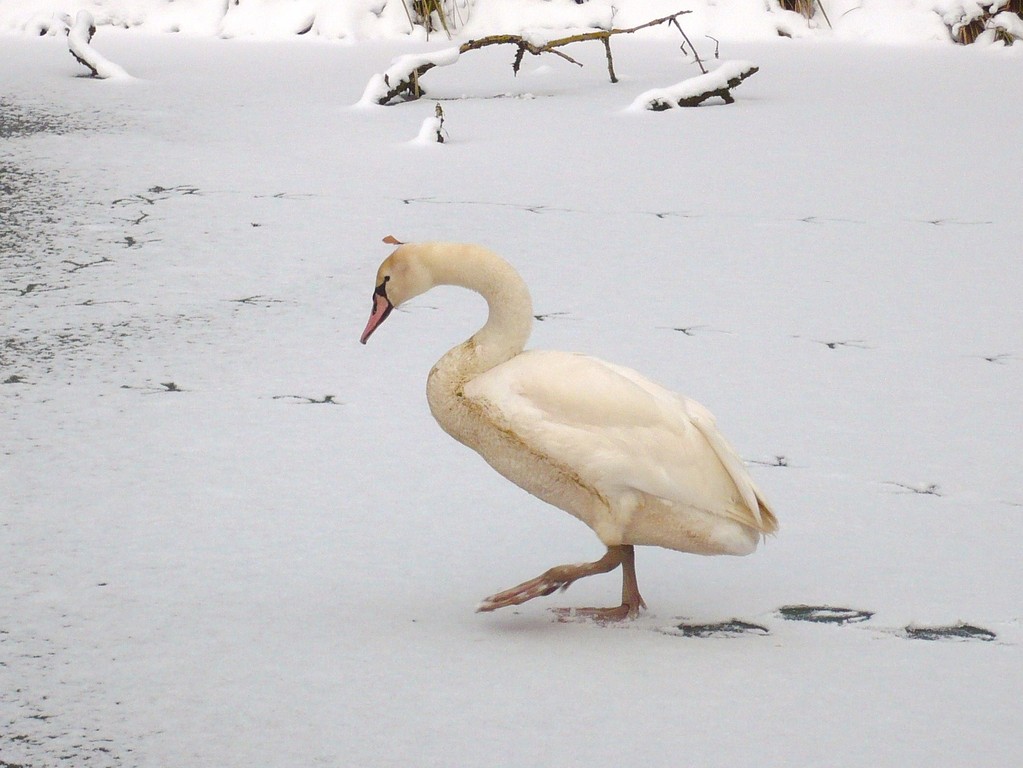 Vas-y, la glace est solide !