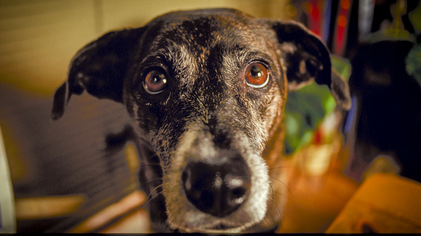 photograph of cat&dog