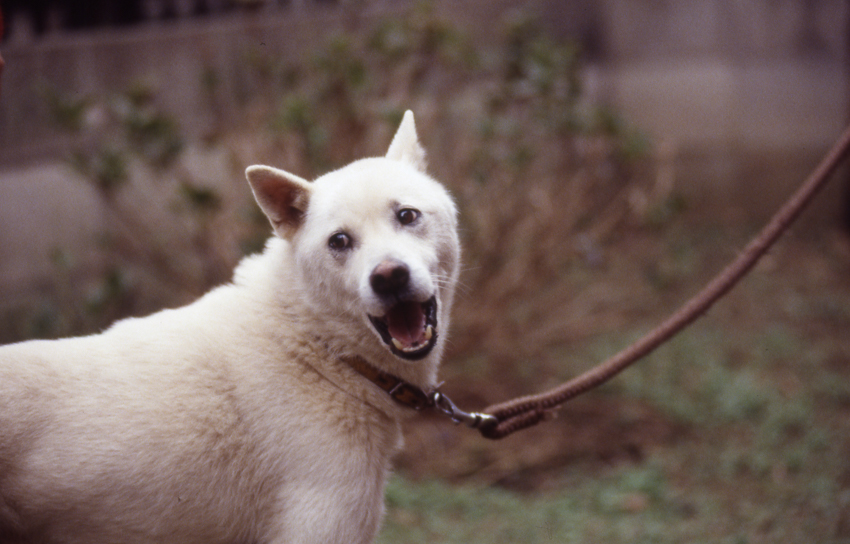 photograph of cat&dog