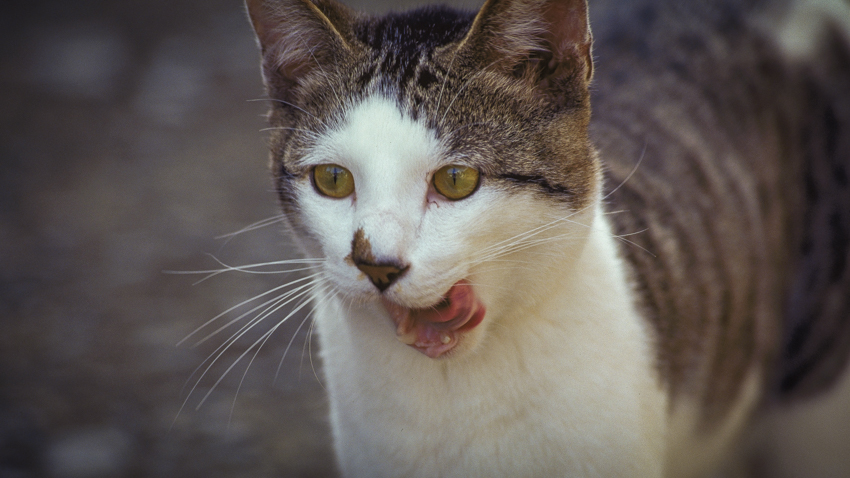 photograph of cat&dog