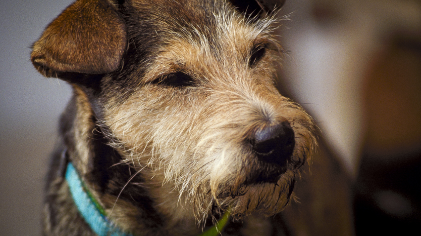 photograph of cat&dog