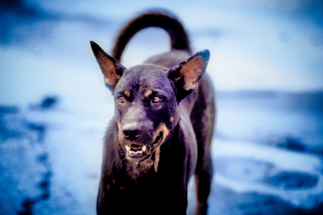 photograph of cat&dog