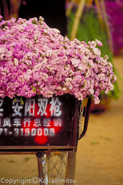 中国雲南省昆明の写真　花