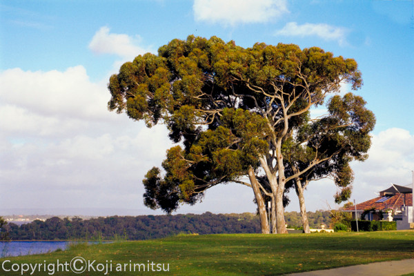 西オーストラリアの写真　大木