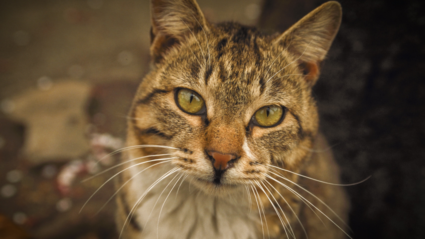 photograph of cat&dog