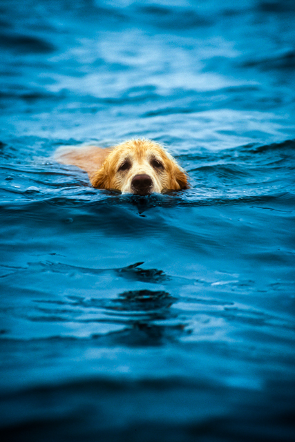 photograph of cat&dog