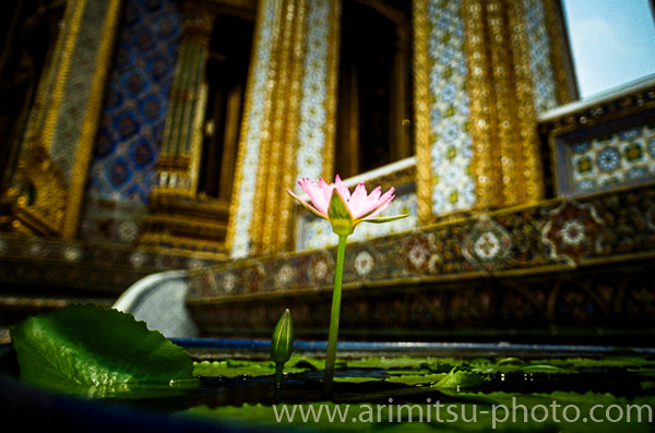 photograph of bangkok　寺院と蓮の花