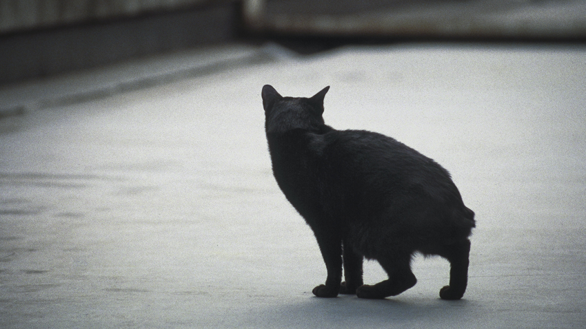 photograph of cat&dog