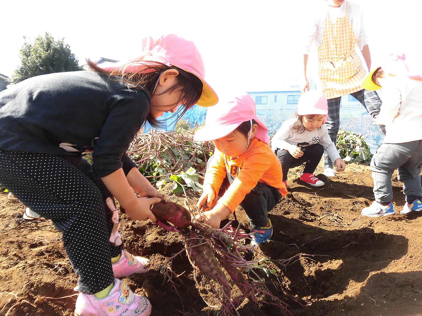 CO-春保育園、サツマイモ掘りの様子です